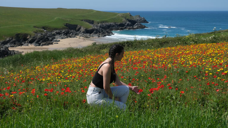 Poppies at Crantock